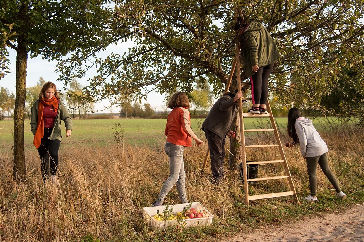 Hier darf auch genascht werden Junge Menschen beim Auflesen von Obst beim Wangeliner Workcamp - Obstmanufaktur
