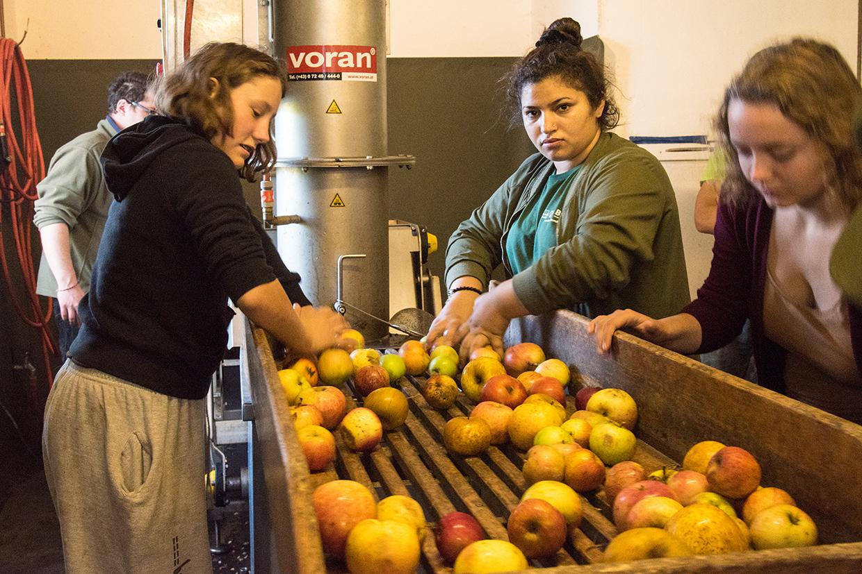 Mit der großen Saftpresse der Lohnmosterei geht es schneller. Junge Frauen beim Wangeliner Workcamp in der Mosterei Ganzlin beim Äpfel waschen.
